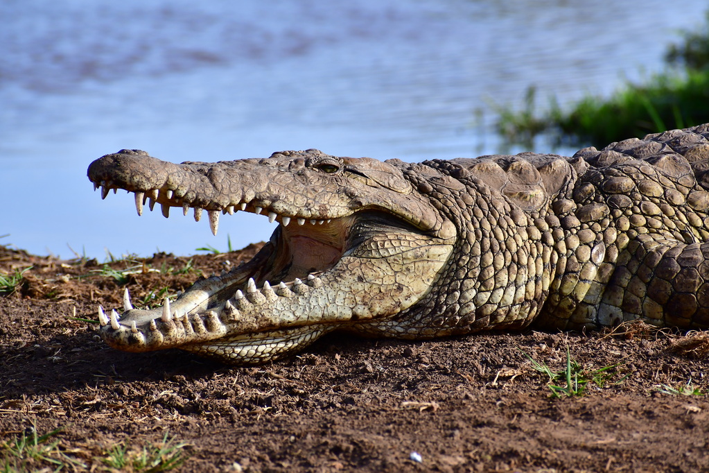 Tsavo West National Park
